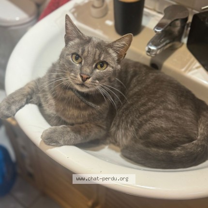 Photo de chat perdu à Pomponne