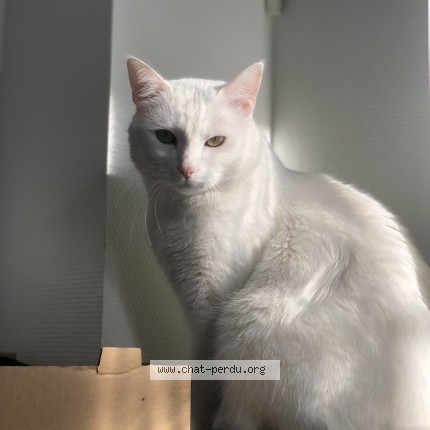Photo de chat perdu à Nevers