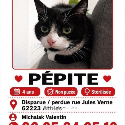 Photo de chat perdu à Athies