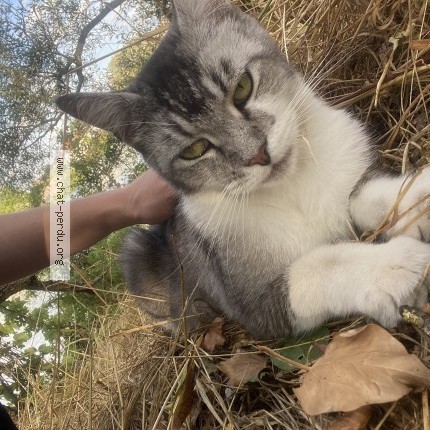 Photo 1/1 Chat trouvé Trouvé à Uckange