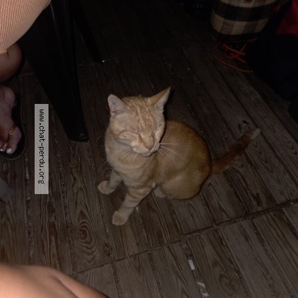 Photo de chat trouvé à Port La Nouvelle