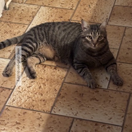 Photo de chat perdu à Saint Georges Sur Loire