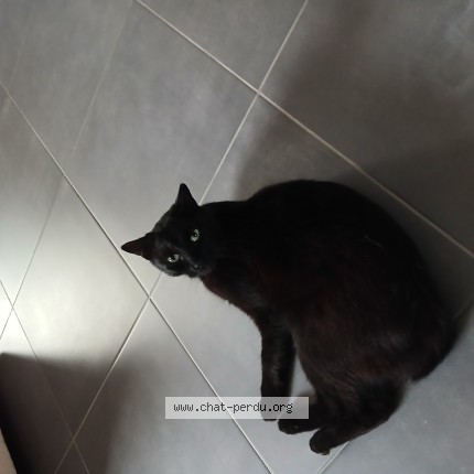 Photo de chat retrouvé à Aubange