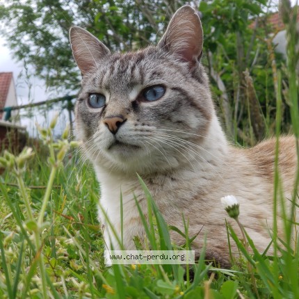 Photo de chat perdu à Meaux