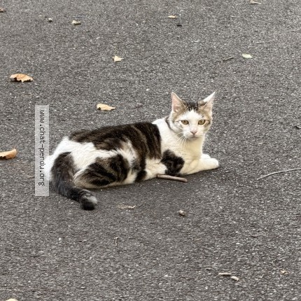 Photo de chat trouvé à Antony
