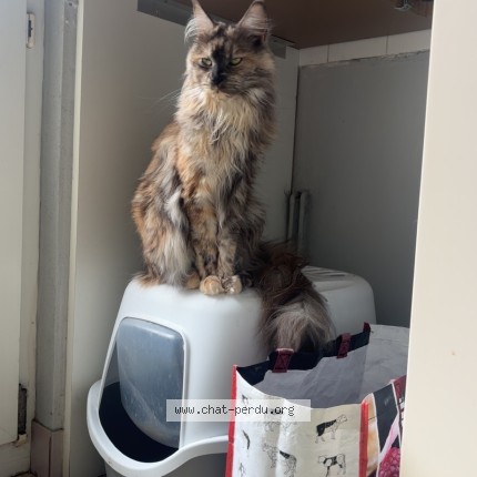 Photo de chat perdu à Evron