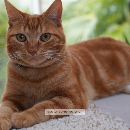 Photo de chat perdu à Brece