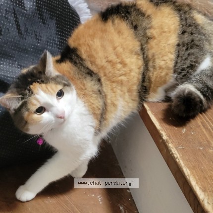 Photo de chat perdu à Montbard
