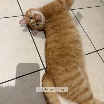 Photo de chat perdu à Tancarville