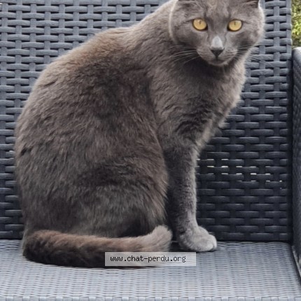 Photo de chat perdu à Roppe