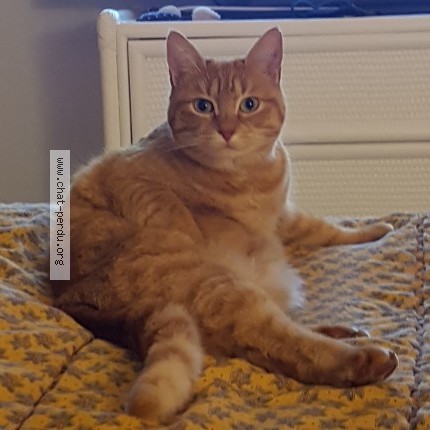 Photo de chat perdu à Saumur