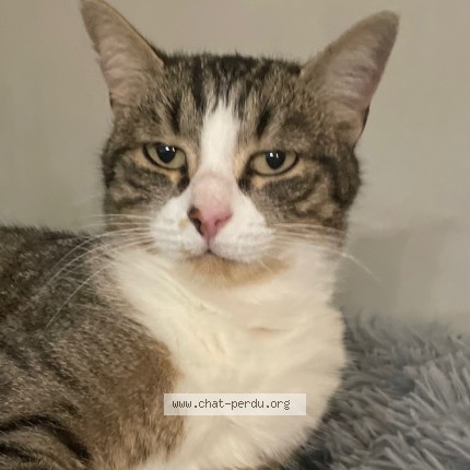Photo de chat perdu à Veauche