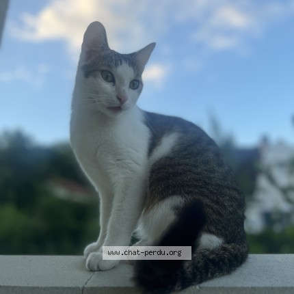 Photo de chat perdu à Groslay