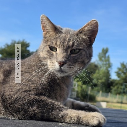 Photo de chat perdu à Campneuseville