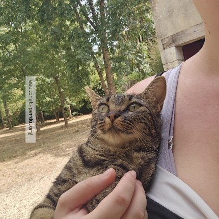 Photo 2/2 Chat trouvé Trouvé à Pineuilh
