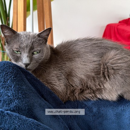 Photo de chat perdu à St Jean De Luz Ciboure