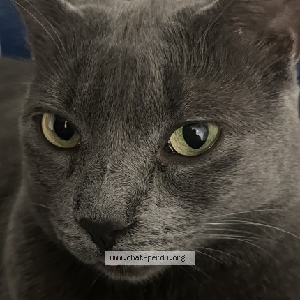 Photo de chat perdu à Saint Damien