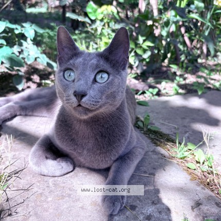 Photo 1/3 Kater Chat perdu à Chateaurenard