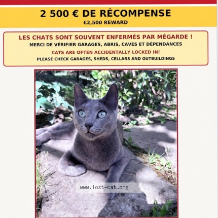 Photo 2/3 Kater Chat perdu à Chateaurenard