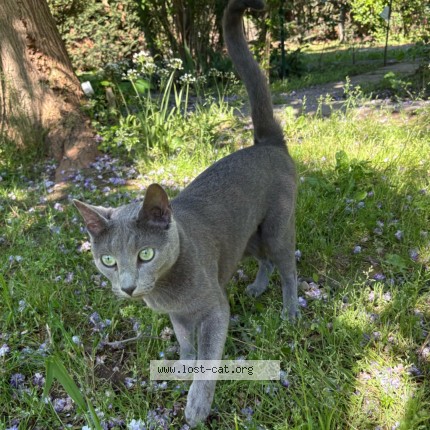Photo 3/3 Kater Chat perdu à Chateaurenard