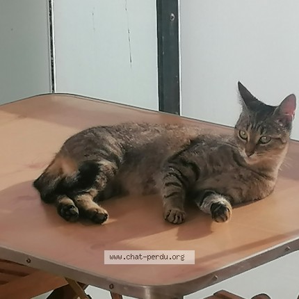 Photo 1/1 Irène Chat perdu à Concarneau