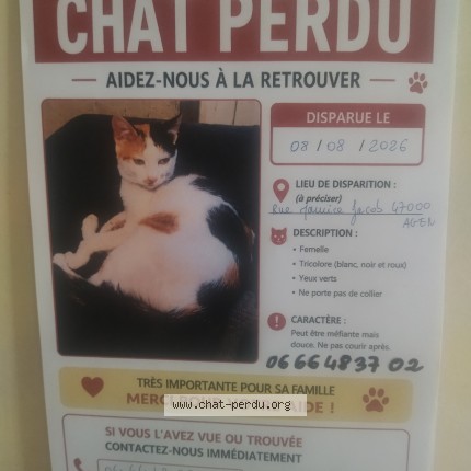Photo de chat perdu à Agen