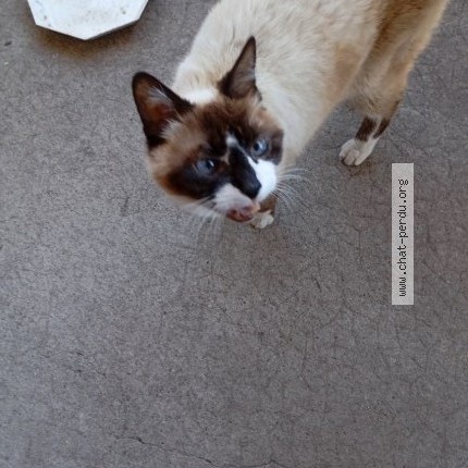 Photo 2/2 Chat trouvé Trouvé à Bergerac