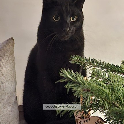 Photo de chat perdu à Les Sables D Olonne