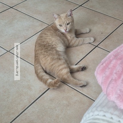 Photo de chat retrouvé à Le Mans