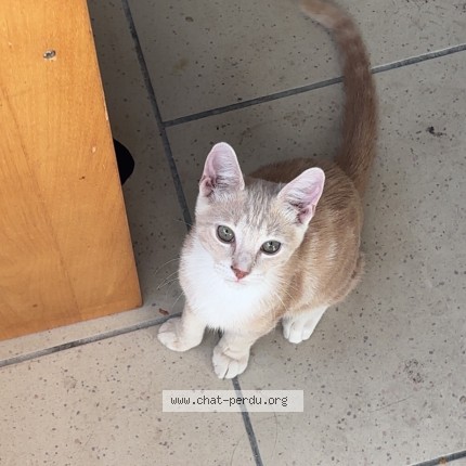Photo de chat trouvé à Champigny Sur Marne