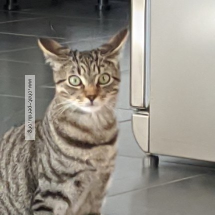 Photo de chat perdu à Les Sables D Olonne