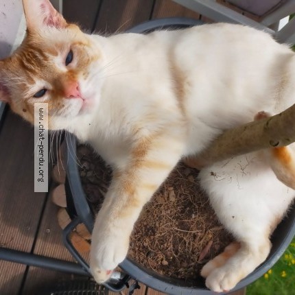 Photo de chat perdu à Noisiel