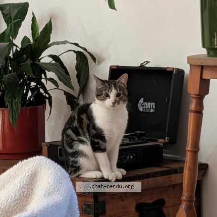 Photo 1/1 Gédéon Chat perdu à Saint Jean Sur Couesnon