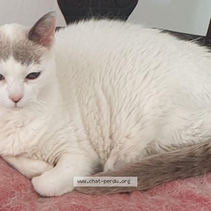 Photo de chat perdu à Montpellier