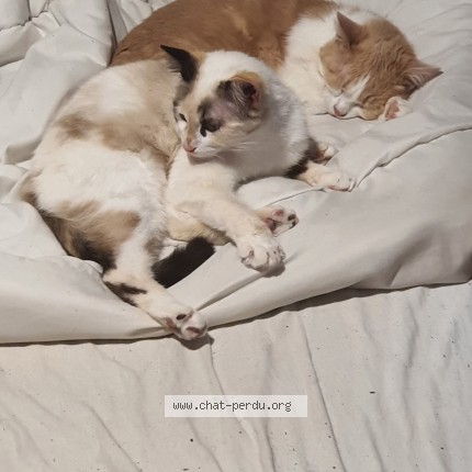 Photo de chat perdu à Attignat