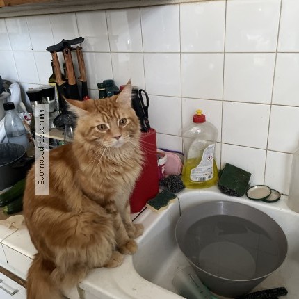 Photo de chat retrouvé à Landresse