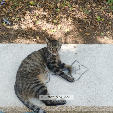 Photo 1/1 Chat trouvé Trouvé à Angers