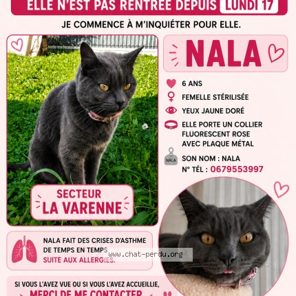 Photo 1/1 Nala Chat perdu à Riom
