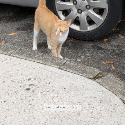 Photo de chat trouvé à Colomiers
