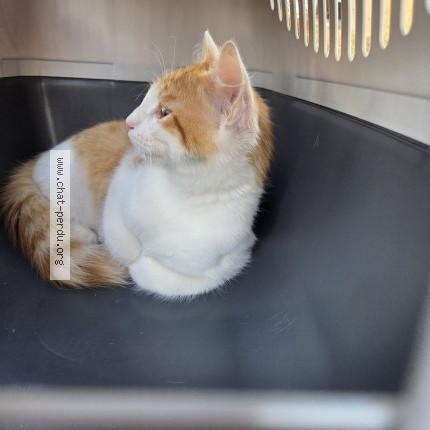 Photo 1/1 Chat retrouvé Trouvé à Rennes