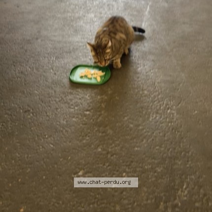 Photo de chat trouvé à Venissieux