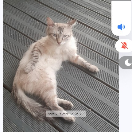 Photo 1/1 Chat trouvé Trouvé à Beziers