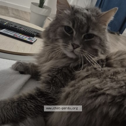 Photo de chat perdu à Arras
