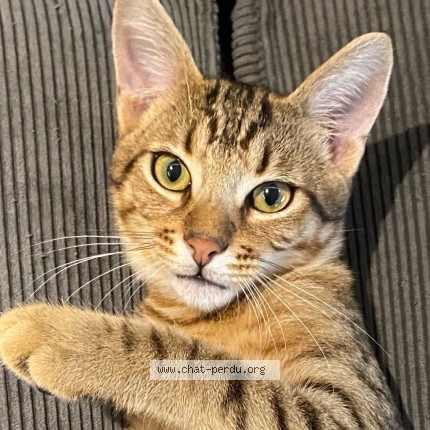 Photo de chat perdu à St Priest En Jarez