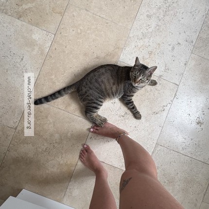 Photo de chat perdu à Toulon