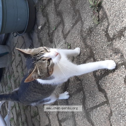 Photo de chat trouvé à Le Relecq Kerhuon
