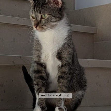 Photo de chat perdu à Veneux Les Sablons