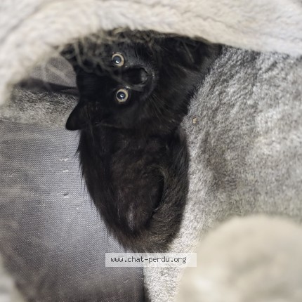 Photo de chat perdu à Saint Jean De Luz