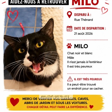 Photo 1/1 milo Chat perdu à Sens