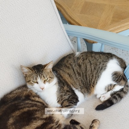 Photo de chat perdu à Lapugnoy